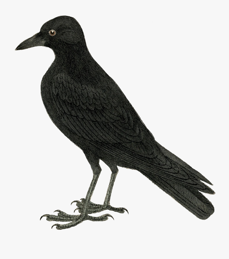 Transparent Black Crow Png - Printable Picture Of Crow, Transparent Clipart