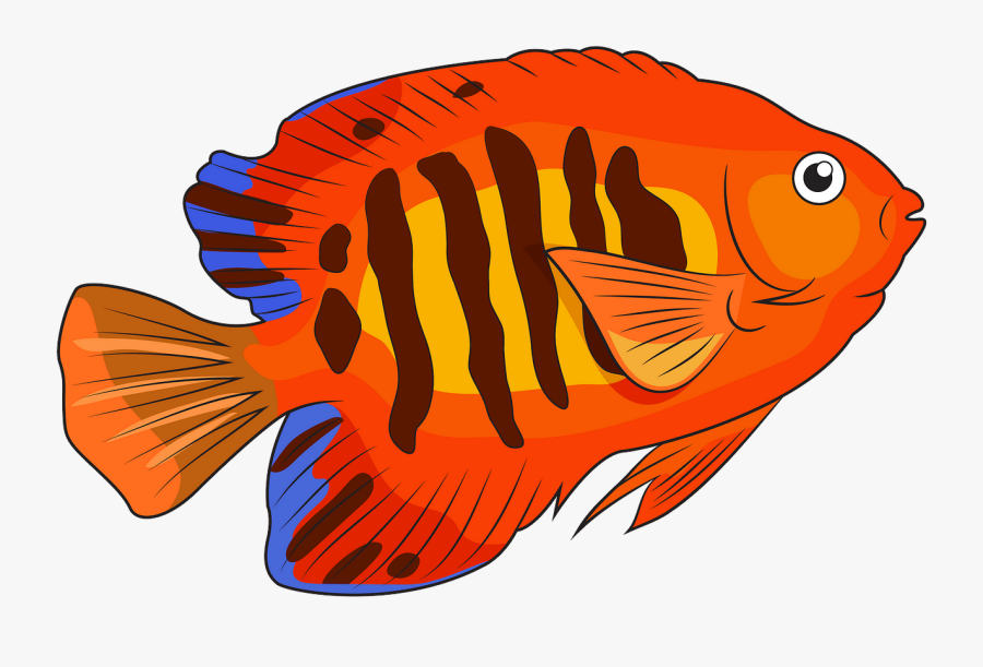 Flame Angelfish Vector, Transparent Clipart