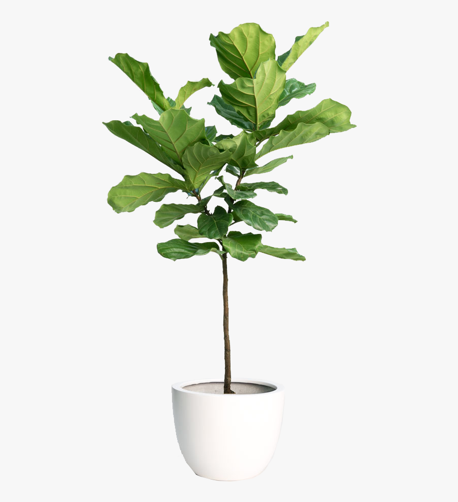 Hd Fiddle Leaf Fig Tree - Transparent Background Indoor Plant Png, Transparent Clipart