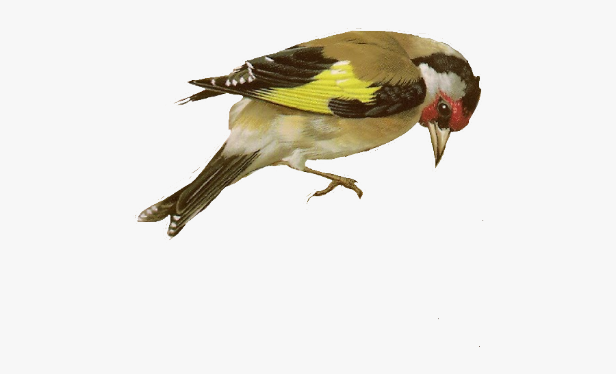 Goldfinch, Transparent Clipart