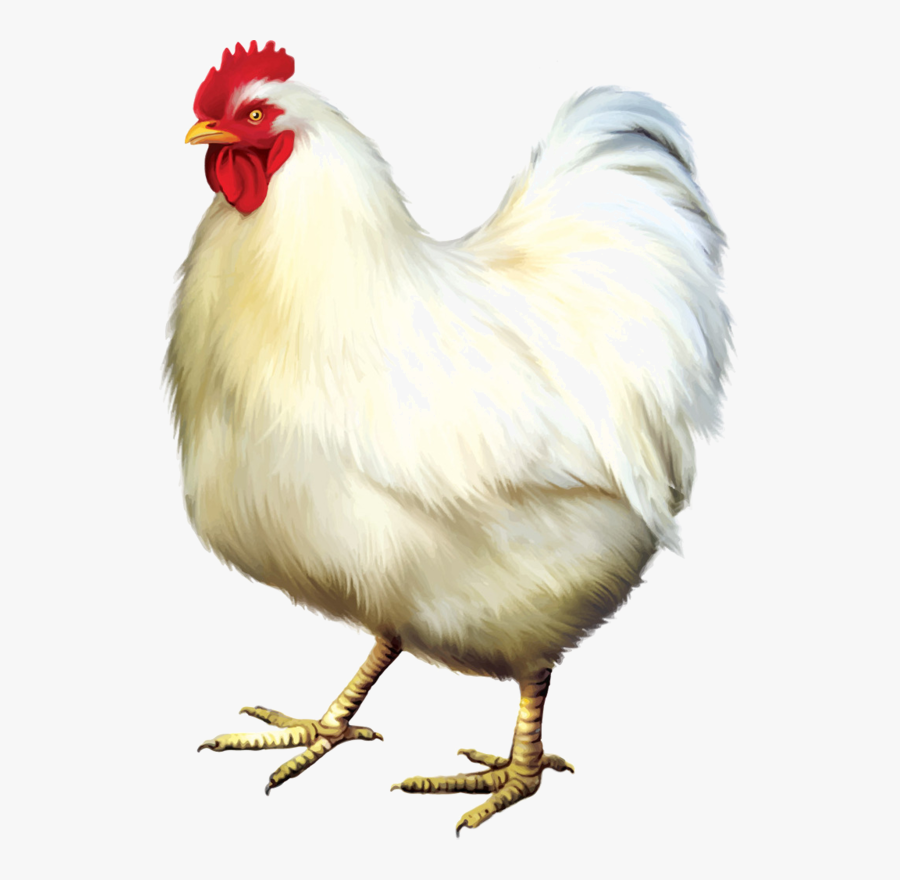 Ancestor Of Modern Chickens, Transparent Clipart