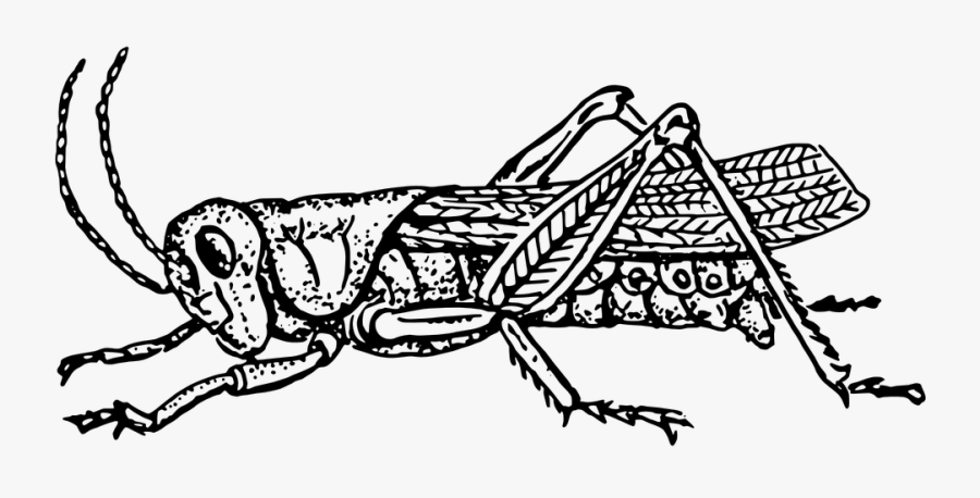 Grasshopper Cliparts Black And White, Transparent Clipart