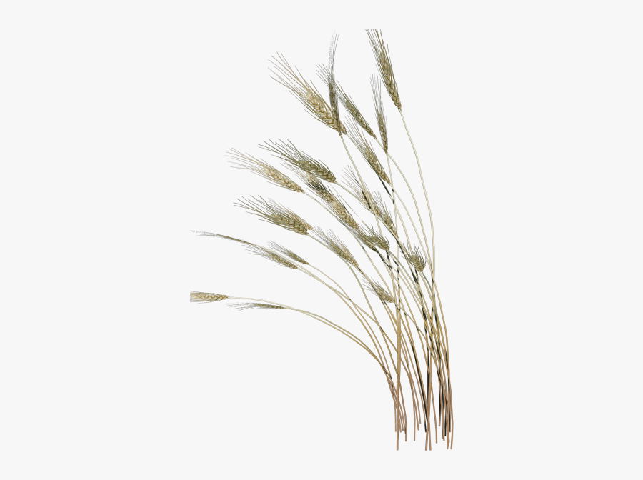 Grass Clipart Reed Grass - Happy Vaisakhi Gif, Transparent Clipart