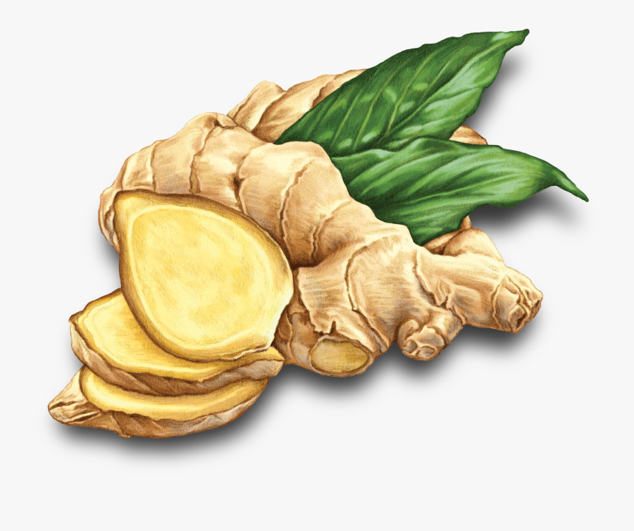 Ginger Root Ginger Vector , Free Transparent Clipart - ClipartKey