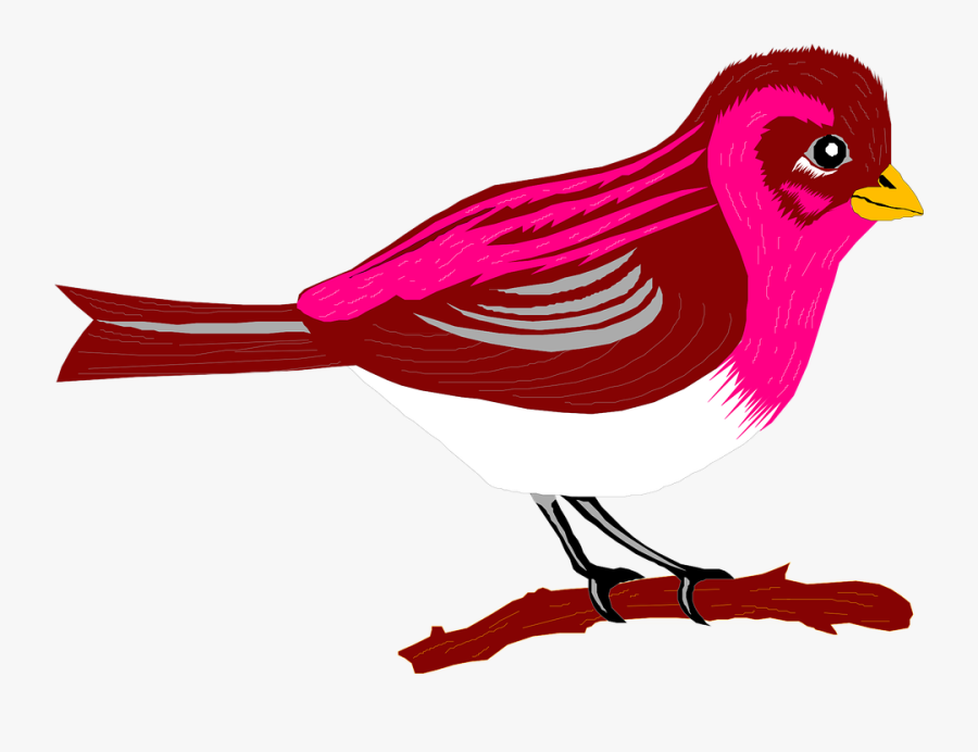 Brown, Pink, Bird, Branch, Finch, Species, Perched - Pink And Red Bird Cartoon, Transparent Clipart