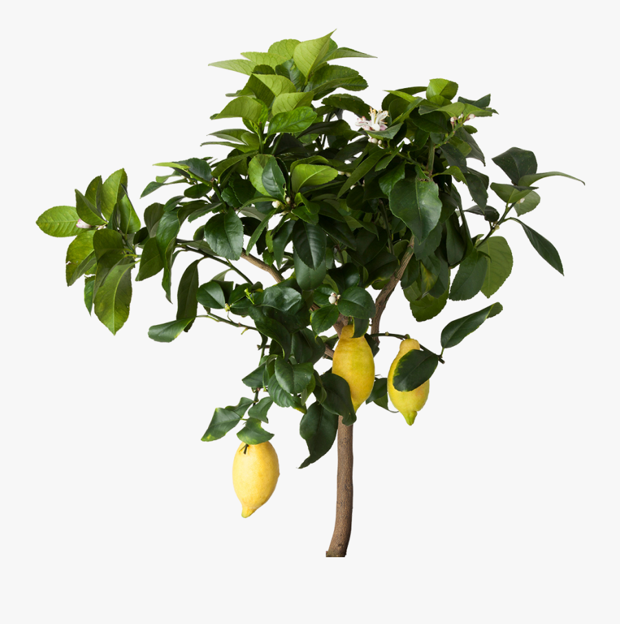 Lemon Tree Png - Lemon Tree Plant Png, Transparent Clipart