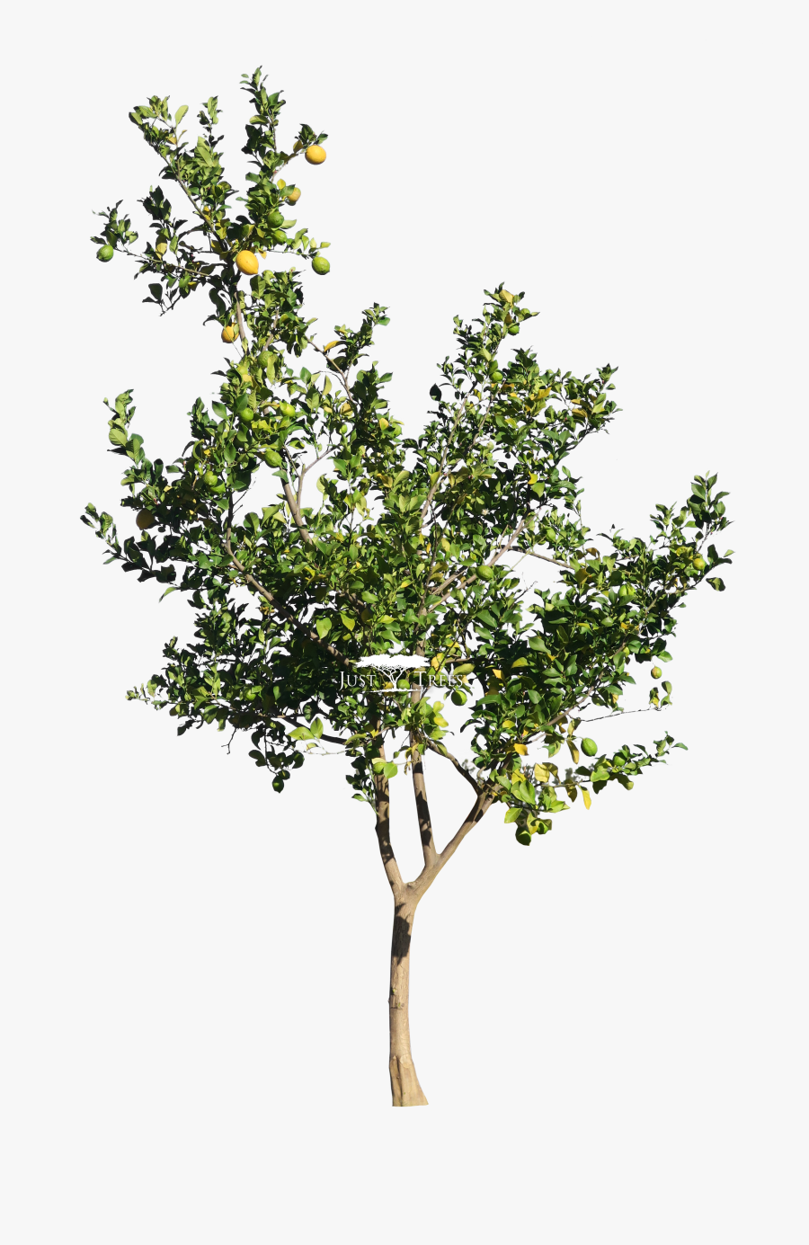 Transparent Lemon Png - Citrus Lemon Tree Png, Transparent Clipart