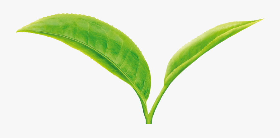 Green Tea Leaf Png, Transparent Clipart