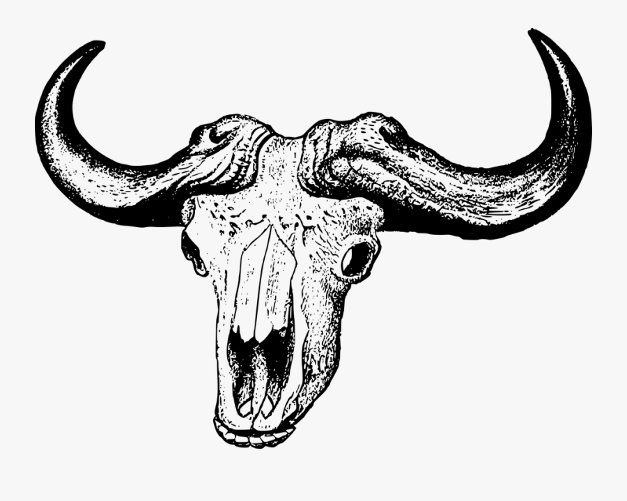 Africa, Bovine, Buffalo, Skull - African Buffalo Skull Drawing, Transparent Clipart