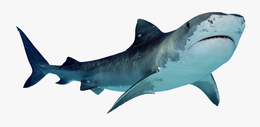 Tiger Shark Clip Art, Transparent Clipart