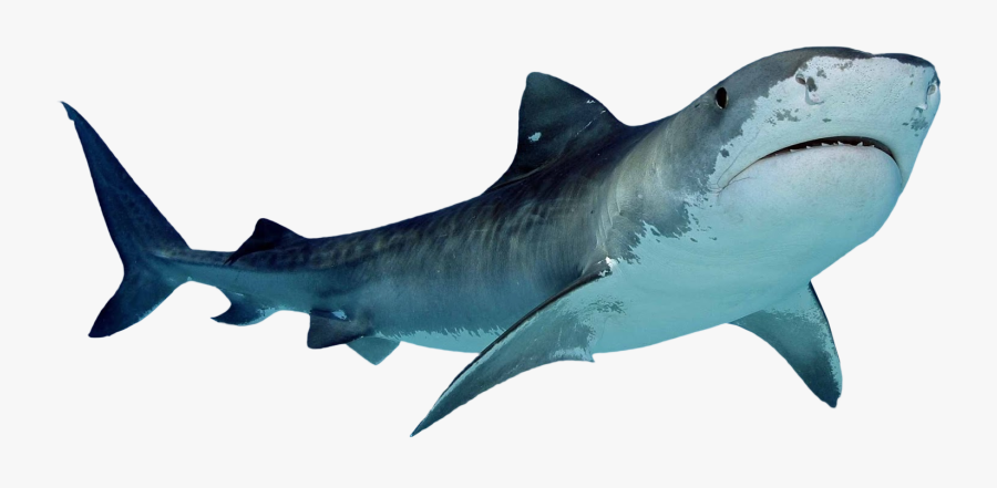 Tiger Shark Clip Art , Free Transparent Clipart - ClipartKey