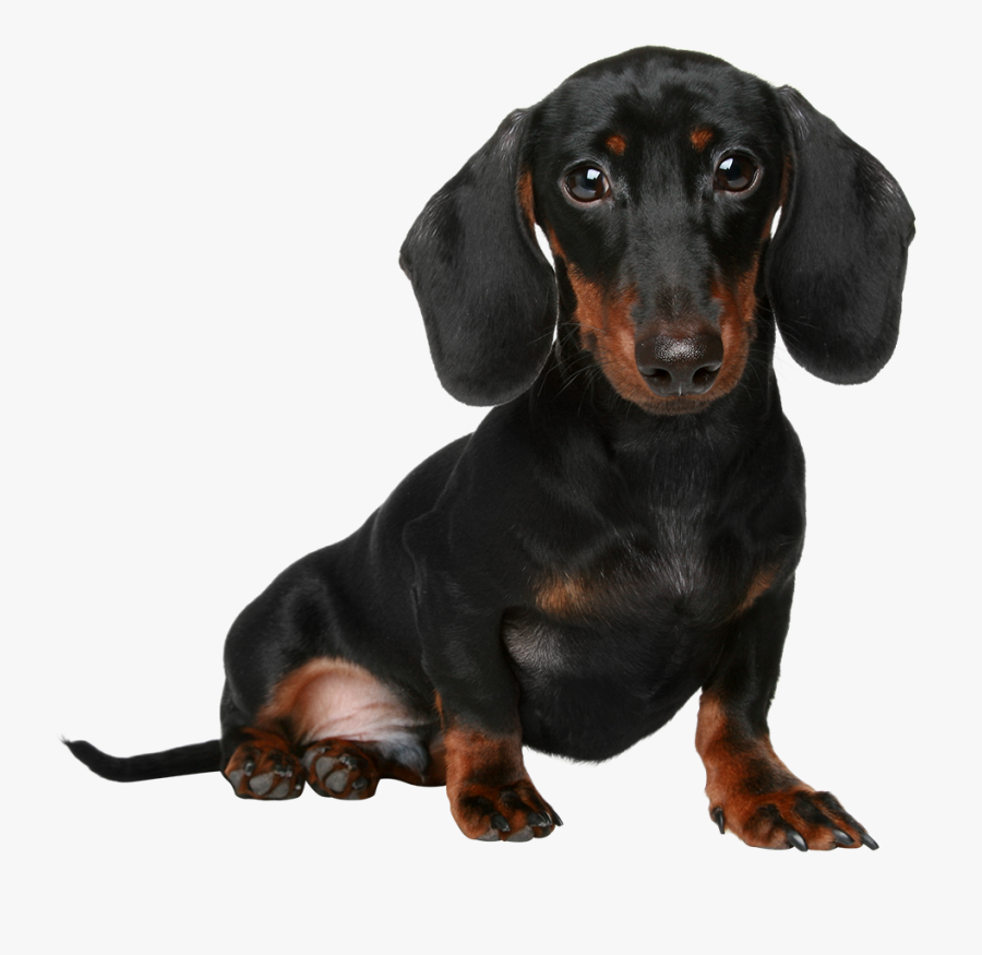 Dachshund Png, Transparent Clipart