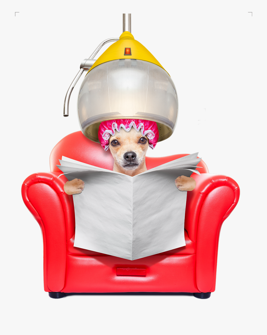 Chihuahua Dachshund Jack Russell Terrier Pug Dog Grooming - Dog Chair Hair Dryer, Transparent Clipart