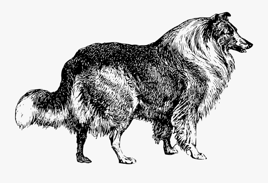 Line Art,wildlife,tail - Collie Dog Clip Art Black And White, Transparent Clipart