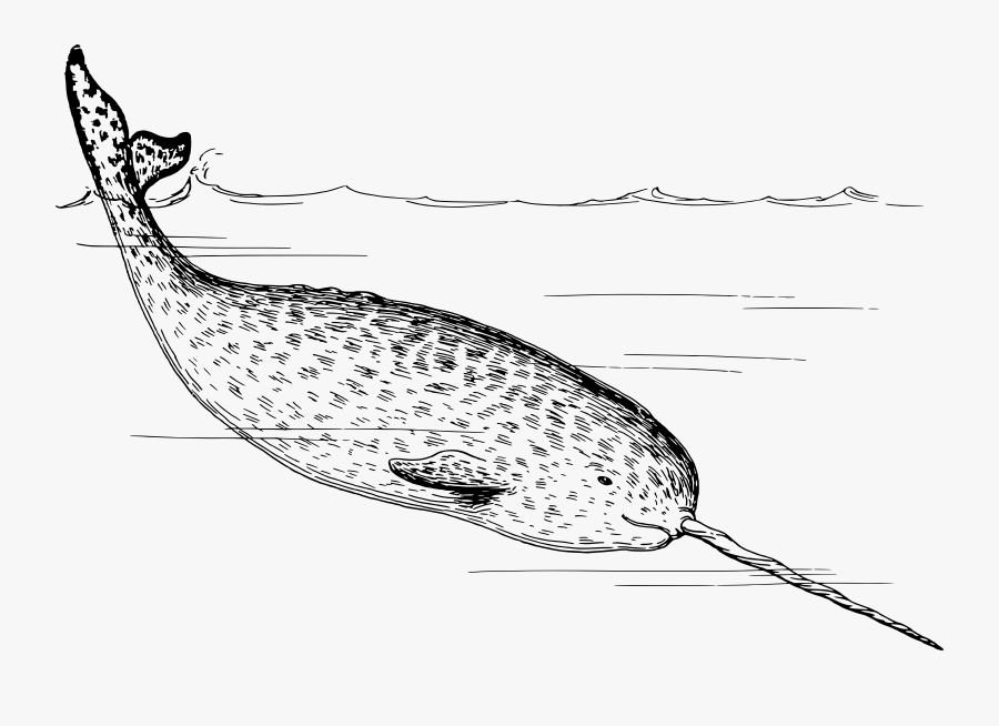 Narwhals Black And White, Transparent Clipart