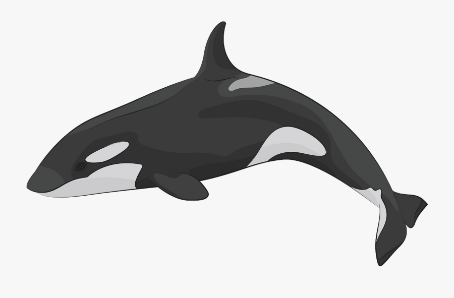 Killer Whale, Transparent Clipart