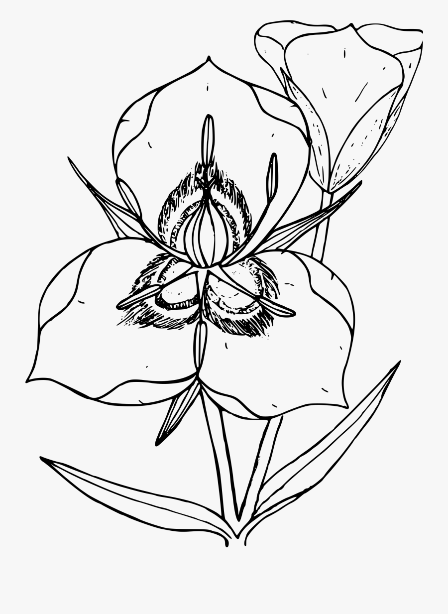 Clipart - Utah State Flower Drawing, Transparent Clipart