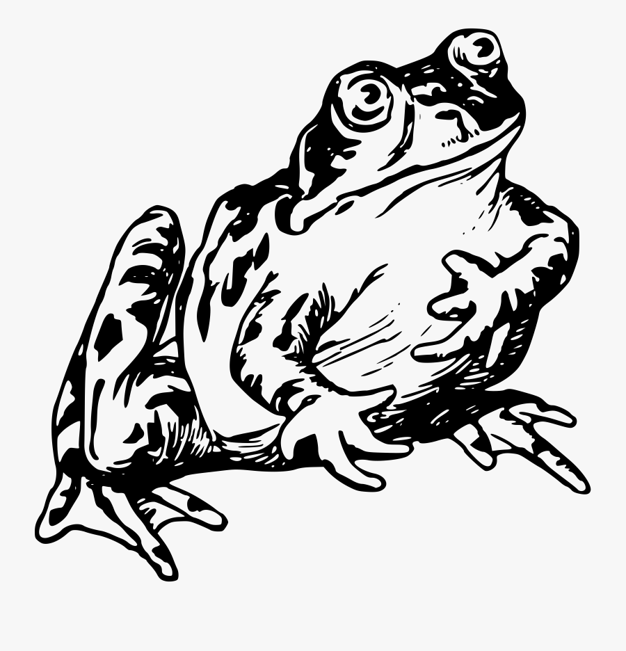 Transparent Frog On Lily Pad Clipart - Frog Drawing Png, Transparent Clipart