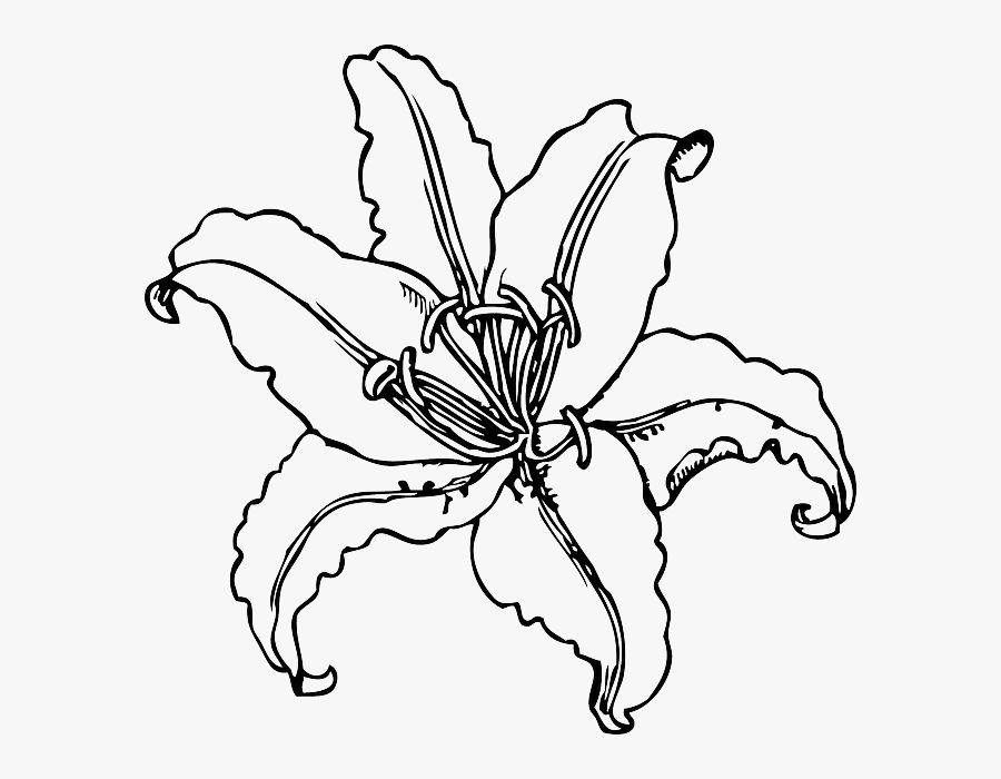 Clip Art Lily Black And White - Lily Clipart, Transparent Clipart