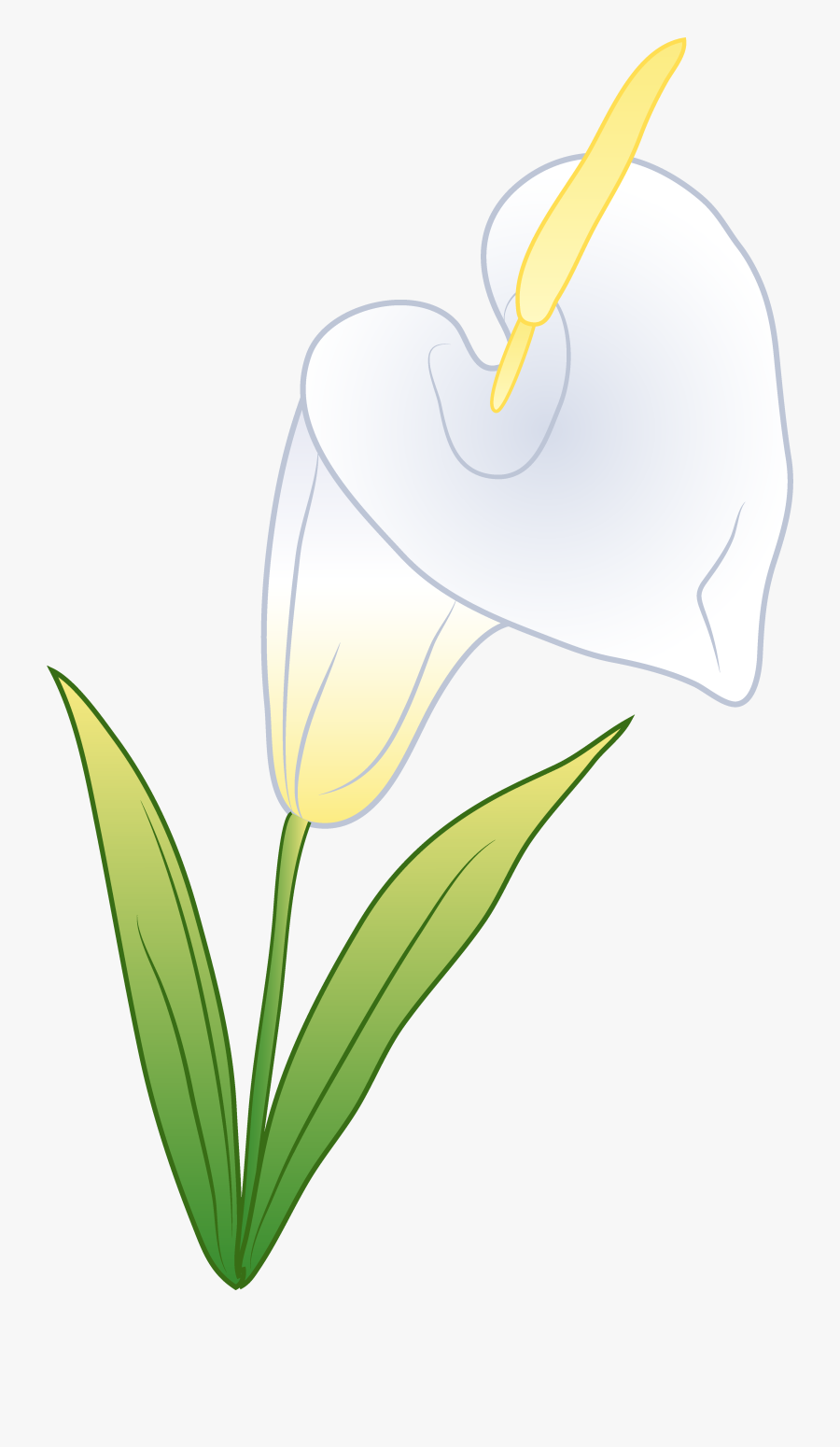 Calla Lily Clipart Cala Lily - Anthurium , Free Transparent Clipart ...