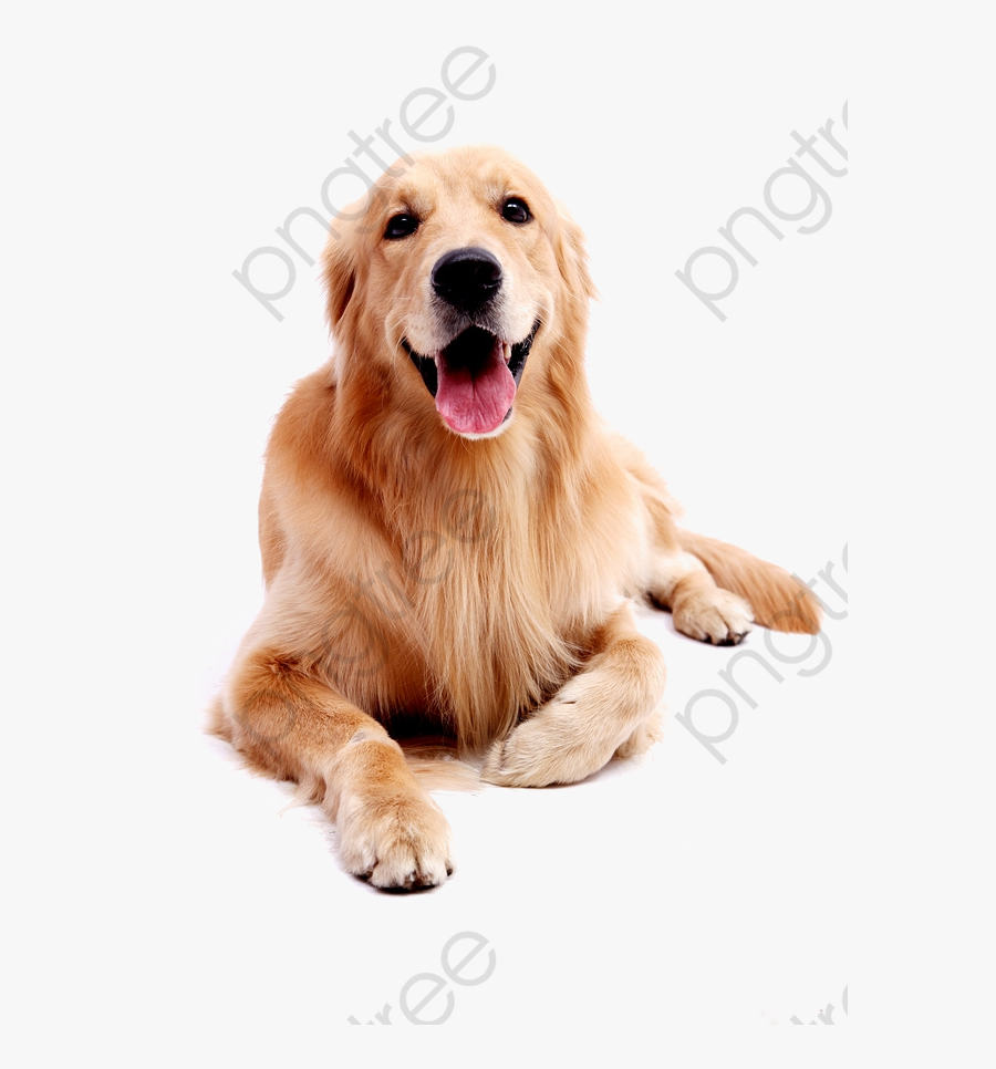 Dog Pet Golden Retriever Red Dogs, Dog, Clipart, Golden - Golden Retriever Png, Transparent Clipart