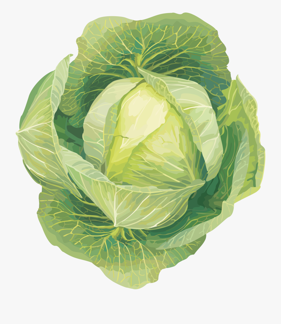 Transparent Veggie Clipart - Cabbage Clipart, Transparent Clipart