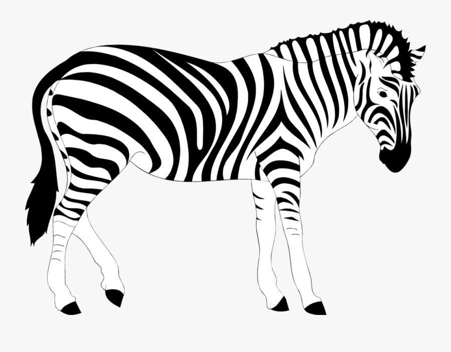 Realistic Zebra Illustration - Zebra Black And White Clipart, Transparent Clipart