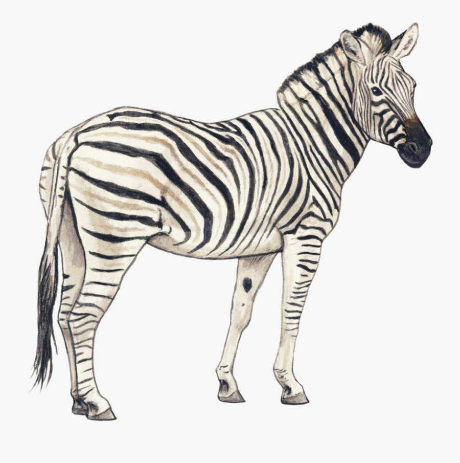 Transparent Pencil Png Clipart - Transparent Background Zebra Clip Art, Transparent Clipart