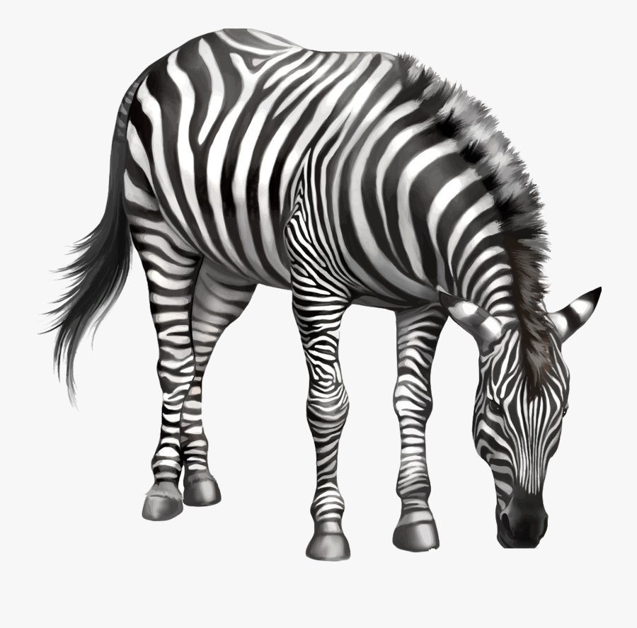 Transparent Eating Png - Zebra Clipart Eating Grass, Transparent Clipart