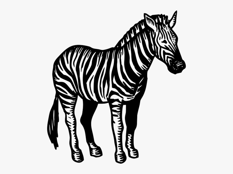 Zebra-drawing - Illustration Zebra Png, Transparent Clipart