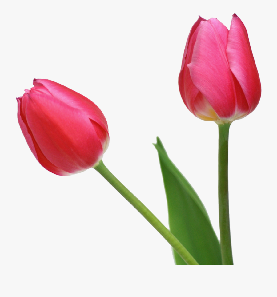 Tulip Clipart Real - Tulips Images Free, Transparent Clipart