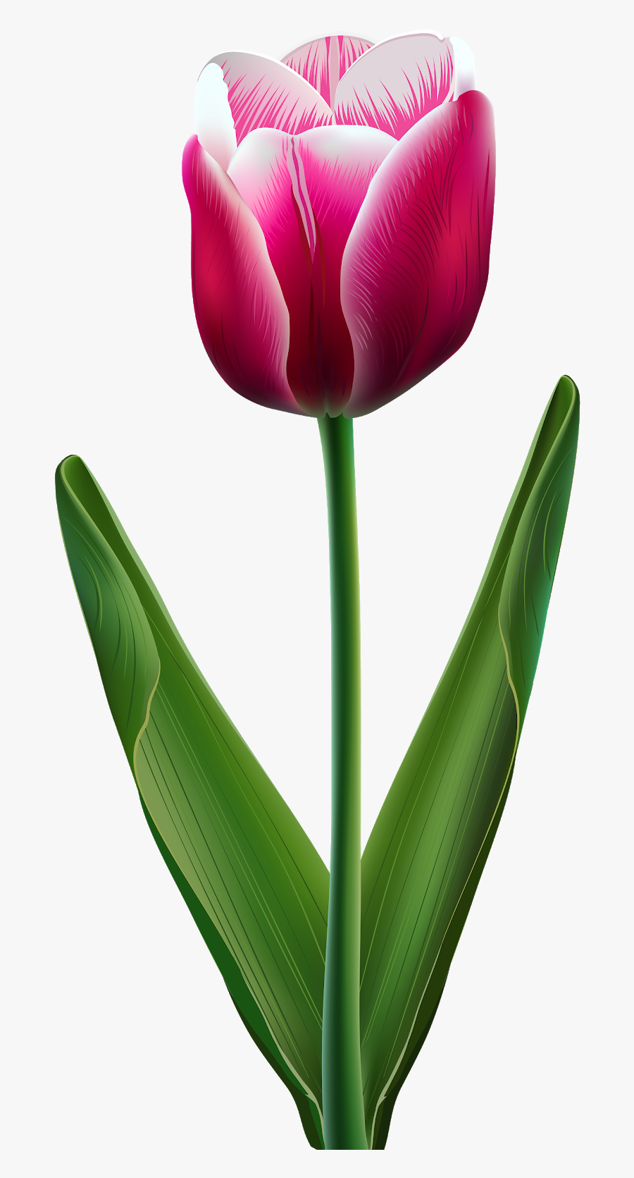 Tulipan Png Transparent, Transparent Clipart