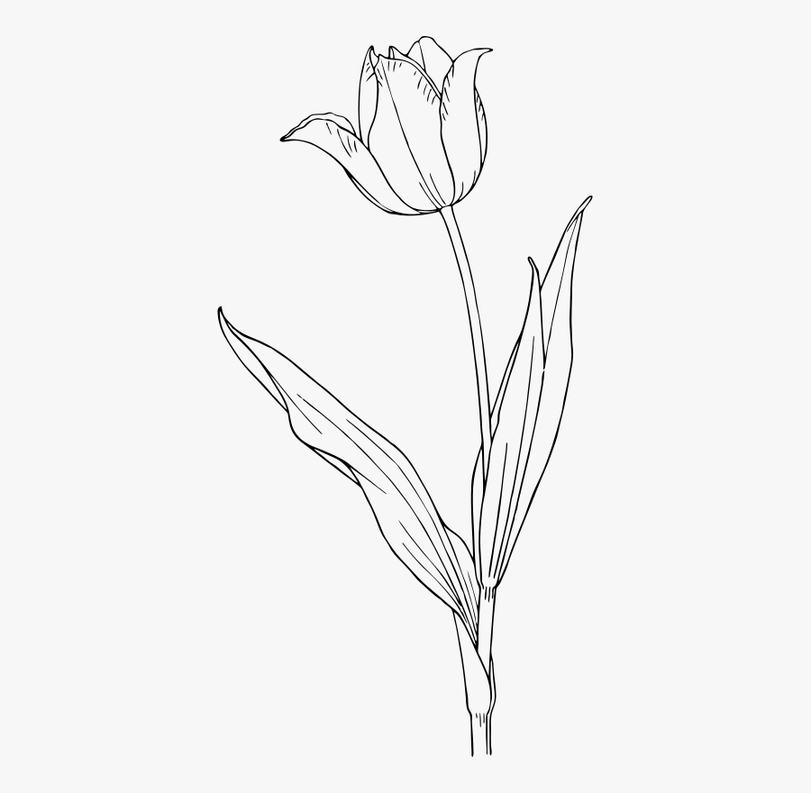 Tulip - Black And White Tulip Clipart, Transparent Clipart