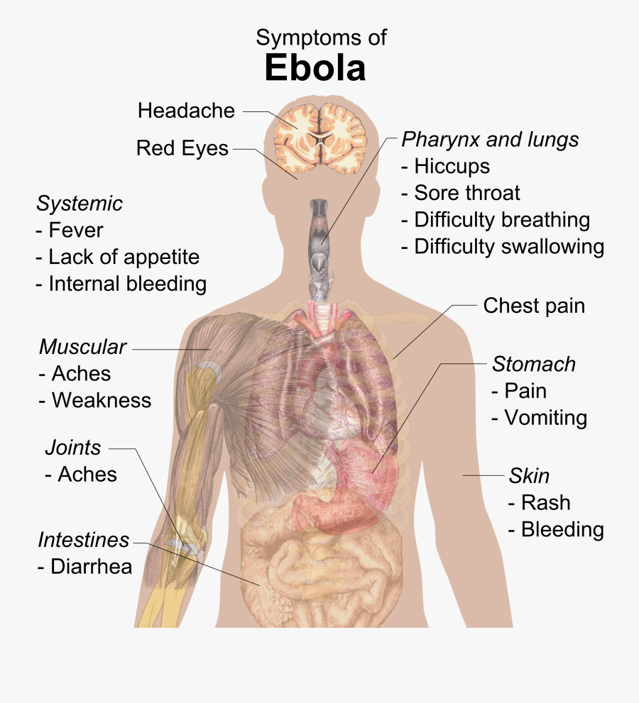 Virus Transparent Human Body - Does Ebola Affect The Body, Transparent Clipart