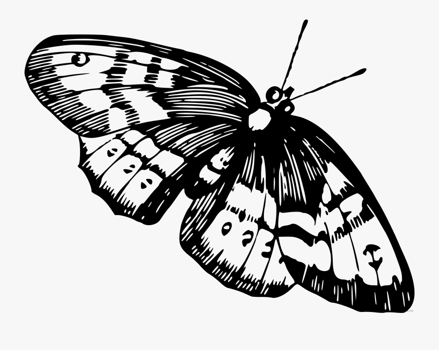 Butterfly Black And White Clipart Simple - Borboletas Preto E Branco, Transparent Clipart