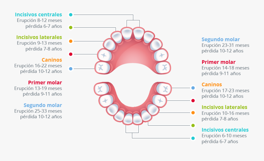 Many Teeth Do Humans Have, Transparent Clipart