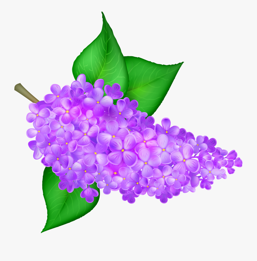 Clip Art Lilac Flower Clipart - Lilac, Transparent Clipart
