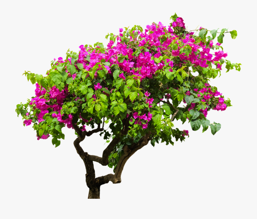 Flower Tree Png Images - Transparent Bougainvillea Plant Png, Transparent Clipart