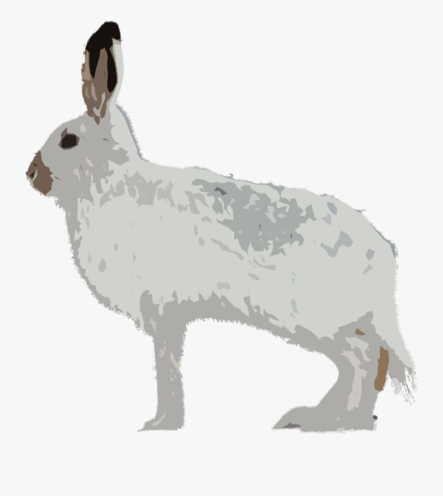 Snowshoe Hare, Transparent Clipart
