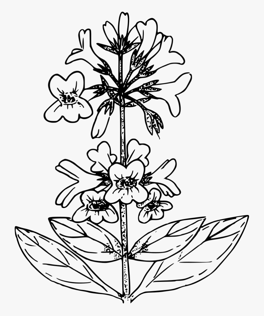 Drawn Wildflower Pen, Transparent Clipart