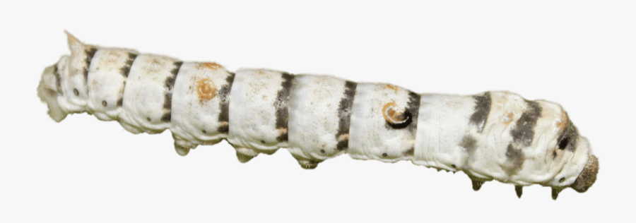 Zebra Silkworm - Silkworm Transparent, Transparent Clipart