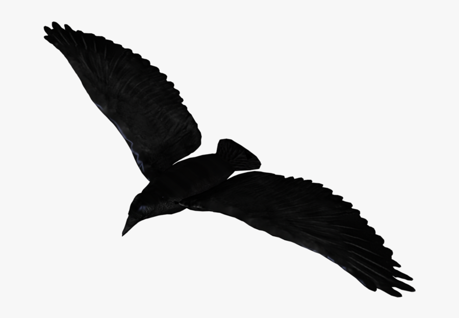 Raven Flying - Raven Flying Transparent Background , Free Transparent ...