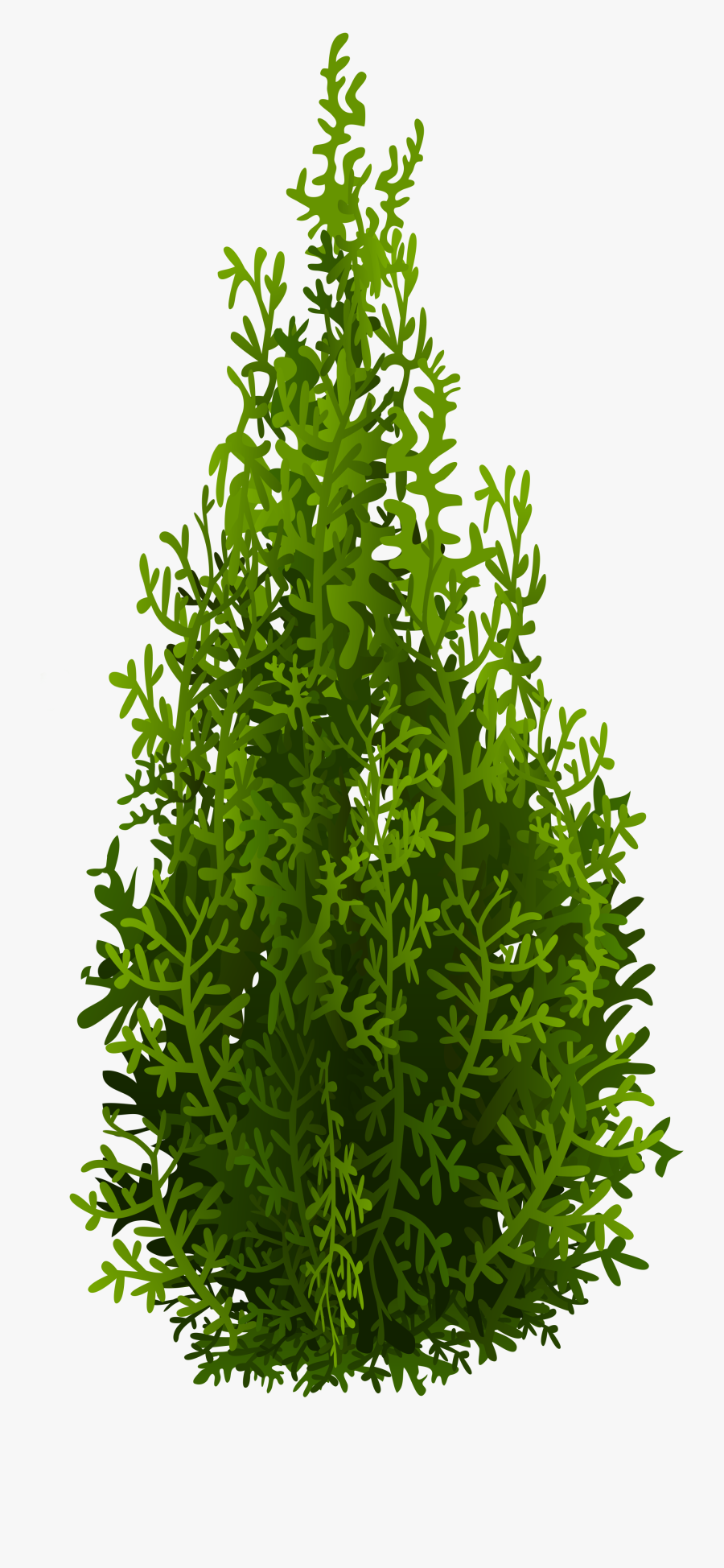 Cypress Tree Png - Transparent Cypress Tree Png, Transparent Clipart