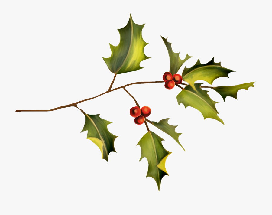 Holly Plant Leaf Clip Art - American Holly, Transparent Clipart