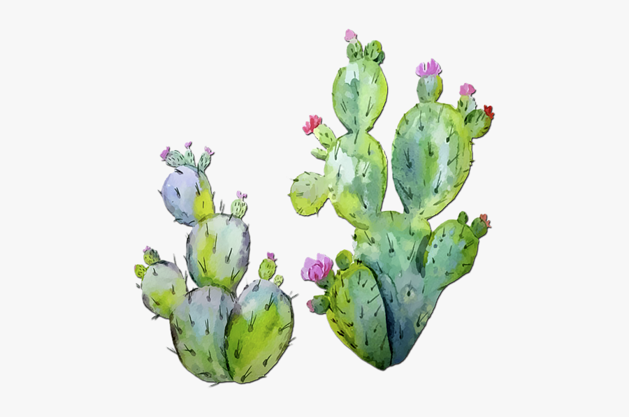 Cactus Transparent Water Paint - Prickly Pear Cactus Watercolor , Free ...
