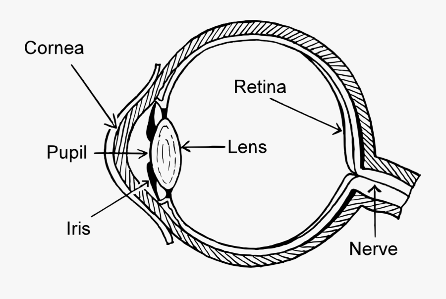 Wiring Diagram Eye Pattern Drawing - Eye Diagram Black And White, Transparent Clipart