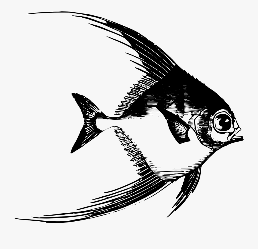 Drawing Sea Fish, Transparent Clipart
