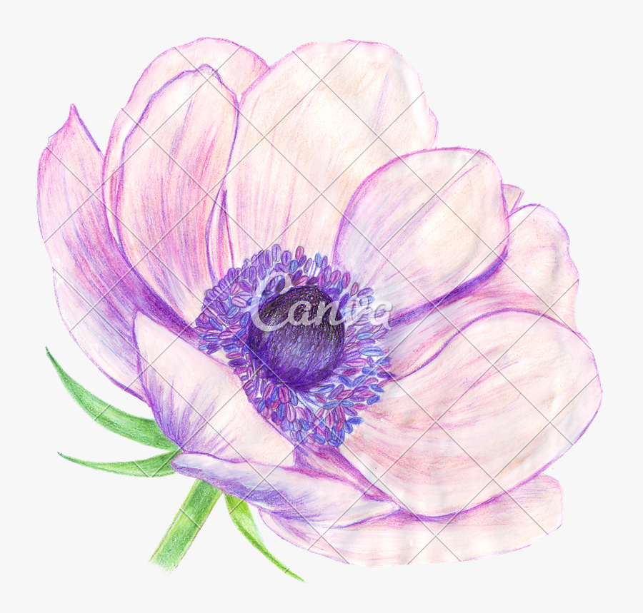 Clip Art Anemone Flower Drawing - Anemone, Transparent Clipart