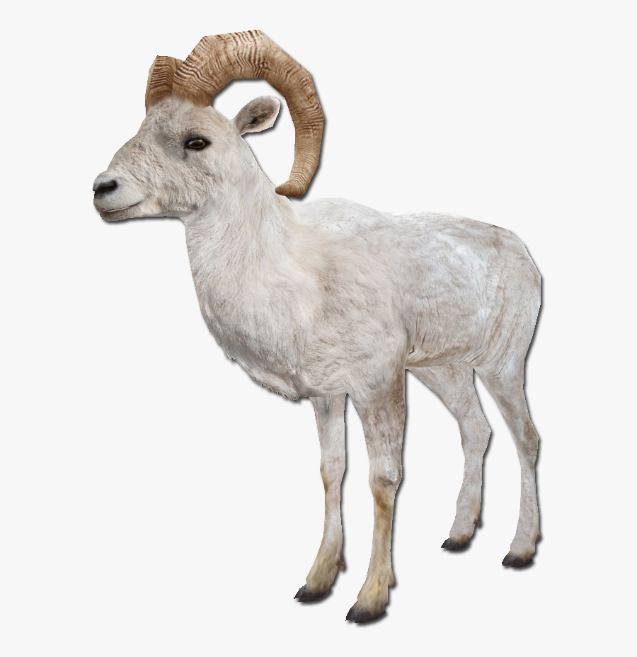 Clip Art Png For Free - Sheep Qurbani Transparent Background, Transparent Clipart