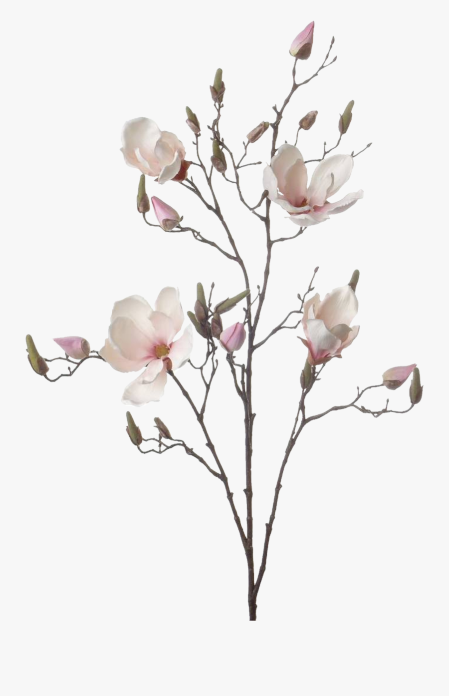 Flowers Branch Drawing, Transparent Clipart